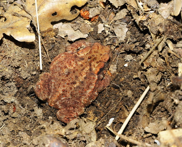 Bufo bufo - Rospo femmina